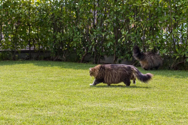 Beautiful siberian cat in a garden, playing on the grass green — Stock Photo, Image