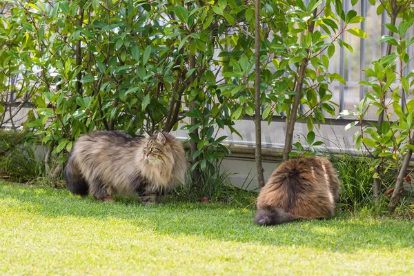 Bellissimo gatto siberiano in un giardino, che gioca sull'erba verde — Foto Stock