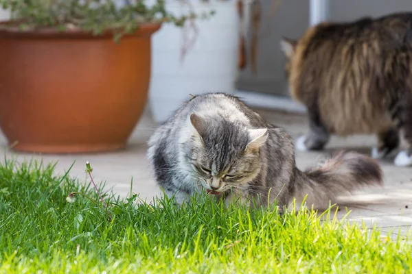 정원에서 야외 긴 머리와 저자극성 고양이. 애완 동물의 시베리아 품종 — 스톡 사진