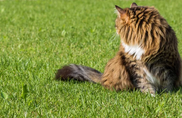 Gato hipoalergênico com cabelo longo ao ar livre em um jardim. Raça siberiana de animal de estimação — Fotografia de Stock
