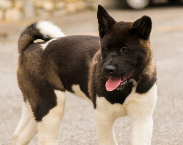 Akita american dog, purebred female. young pet