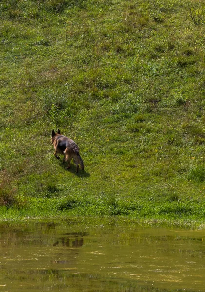 Beleza cão pastor alemão em uma lagoa de montanha — Fotografia de Stock
