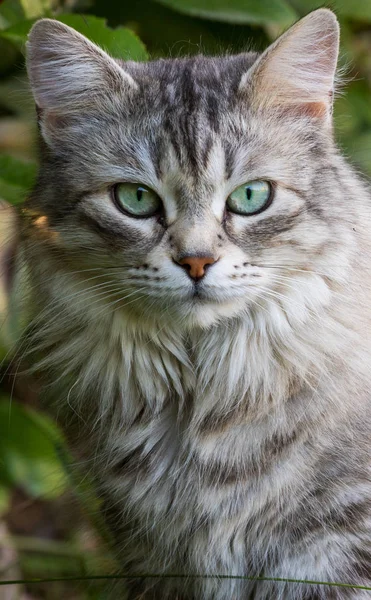 Sibirya ırkının muhteşem kedisi dışarıda oynuyor. Hayvancılığın hipoalerjenik evcil hayvanı — Stok fotoğraf