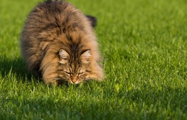 Sibirya ırkının muhteşem kedisi dışarıda oynuyor. Hayvancılığın hipoalerjenik evcil hayvanı