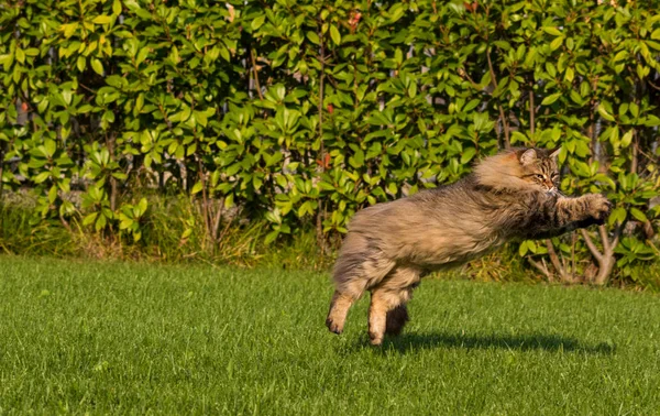 Nádherná kočka ze sibiřské rasy, která hraje venku. Hypoalergenní mazlíček hospodářských zvířat — Stock fotografie