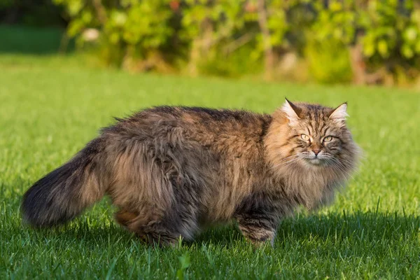 Gorgeous katt av Siberian Breed spela utomhus. Allergivänliga PET av boskap — Stockfoto