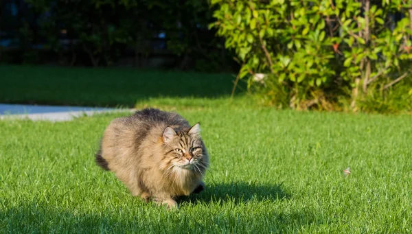 Hermoso gato de raza siberiana jugando al aire libre. Mascota hipoalergénica del ganado — Foto de Stock