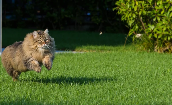 Sibirya ırkının muhteşem kedisi dışarıda oynuyor. Hayvancılığın hipoalerjenik evcil hayvanı