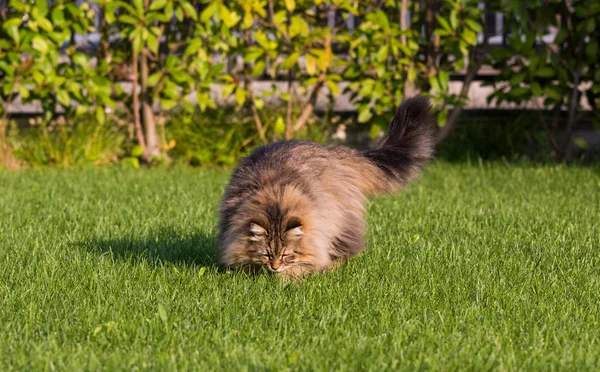 Gato lindo de raça siberiana jogando ao ar livre. Animal de estimação hipoalergénico de gado — Fotografia de Stock