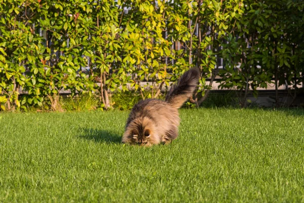 Великолепная кошка сибирской породы играет на свежем воздухе. Гипоаллергенные домашние животные — стоковое фото