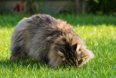 Sibirya ırkının muhteşem kedisi dışarıda oynuyor. Hayvancılığın hipoalerjenik evcil hayvanı