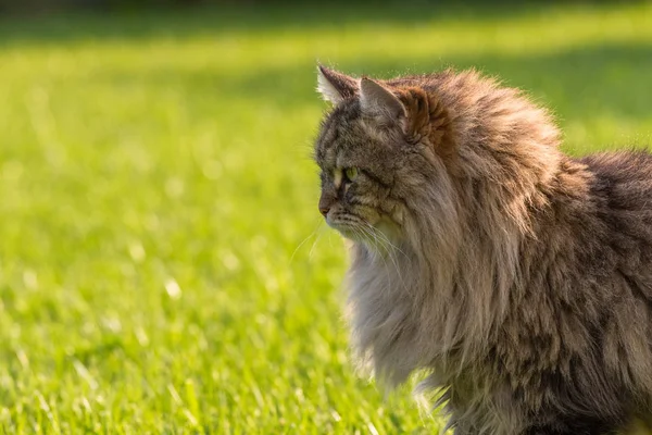 야외에서 놀고 있는 시베리아 품종의 화려한 고양이. 가축의 저자극성 애완동물 — 스톡 사진