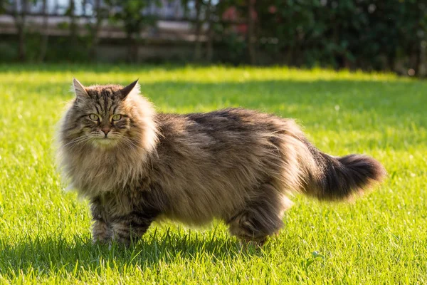 Hermoso gato de raza siberiana jugando al aire libre. Mascota hipoalergénica del ganado — Foto de Stock