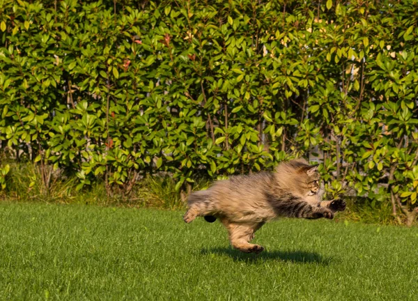 Gato lindo de raça siberiana jogando ao ar livre. Animal de estimação hipoalergénico de gado — Fotografia de Stock