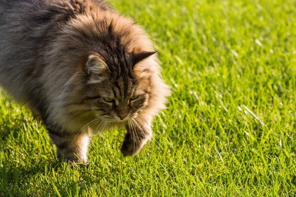 Gorgeous katt av Siberian Breed spela utomhus. Allergivänliga PET av boskap — Stockfoto