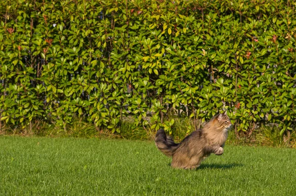 Nádherná kočka ze sibiřské rasy, která hraje venku. Hypoalergenní mazlíček hospodářských zvířat — Stock fotografie