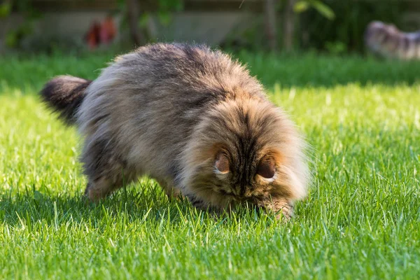 Hermoso gato de raza siberiana jugando al aire libre. Mascota hipoalergénica del ganado — Foto de Stock