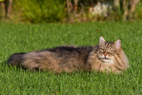 Gyönyörű macska a szibériai fajta játék kültéri. Az állatállomány hipoallergén PET — Stock Fotó