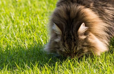 Sibirya ırkının muhteşem kedisi dışarıda oynuyor. Hayvancılığın hipoalerjenik evcil hayvanı