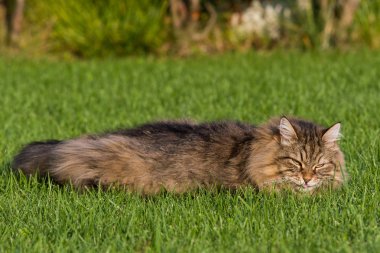Sibirya ırkının muhteşem kedisi dışarıda oynuyor. Hayvancılığın hipoalerjenik evcil hayvanı