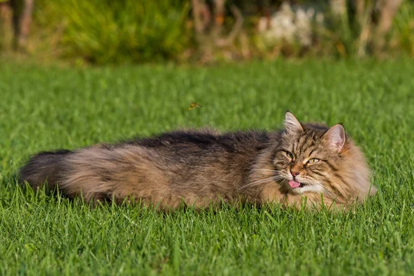 Великолепная кошка сибирской породы играет на свежем воздухе. Гипоаллергенные домашние животные — стоковое фото