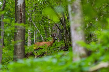Ormanda kahverengi karaca, bitkilerin altında vahşi hayvan