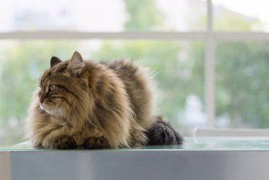 Sibirya cinsinden güzel kahverengi tekir kedi bir evde dinleniyor. Hipoalerjenik çiftlik hayvanı.