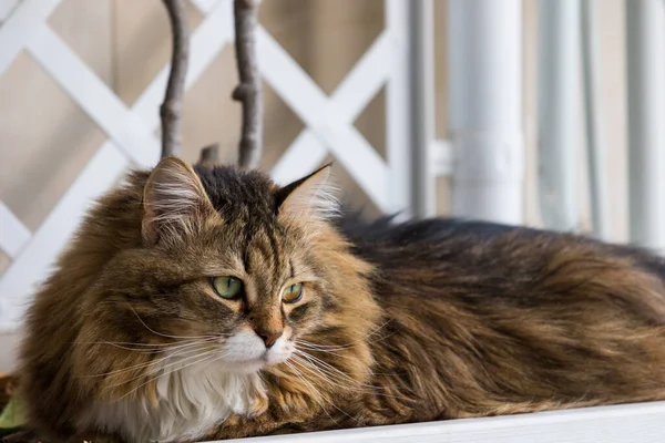 Sibirya cinsinden güzel kahverengi tekir kedi bir evde dinleniyor. Hipoalerjenik çiftlik hayvanı. — Stok fotoğraf