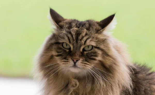 Beautiful brown tabby cat of siberian breed in relax in a house. Hypoallergenic animal of livestock — Stock Photo, Image