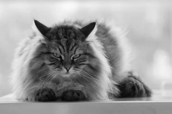 Bellissimo gatto tabby marrone di razza siberiana in relax in una casa. Animale ipoallergenico del bestiame — Foto Stock