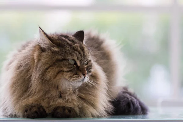 Beautiful brown tabby cat of siberian breed in relax in a house. Hypoallergenic animal of livestock — Stock Photo, Image