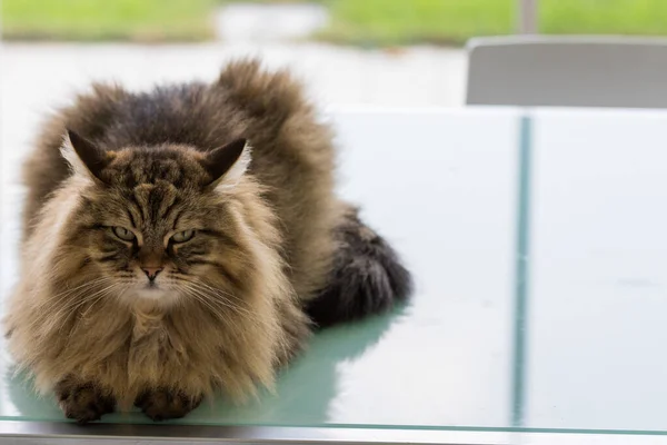 Hermoso gato marrón tabby de raza siberiana en relajarse en una casa. Animales hipoalergénicos del ganado — Foto de Stock