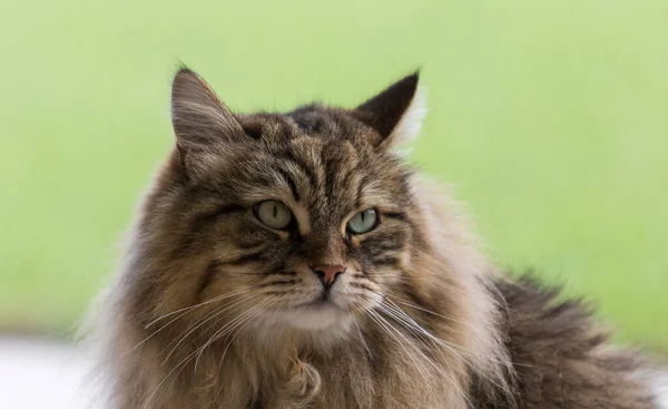 Krásná hnědá tabby kočka sibiřského plemene v relaxaci v domě. Hypoalergenní zvíře hospodářských zvířat — Stock fotografie