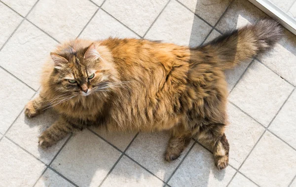 Длинноволосая кошка в доме отдыха, чистокровное сибирское домашнее животное — стоковое фото