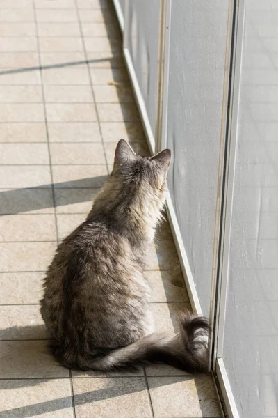 Long haired cat in relax indoor, siberian purebred domestic animal — Stock Photo, Image