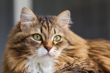 Uzun saçlı kedi evde rahatla, safkan evcil hayvan.