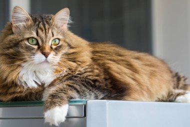 Uzun saçlı kedi evde rahatla, safkan evcil hayvan.