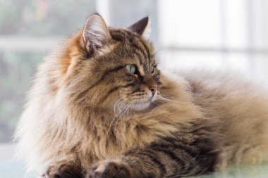 Uzun saçlı kedi evde rahatla, safkan evcil hayvan.
