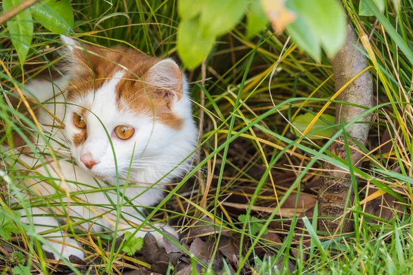 Длинноволосая кошка в доме отдыха, чистокровное сибирское домашнее животное — стоковое фото