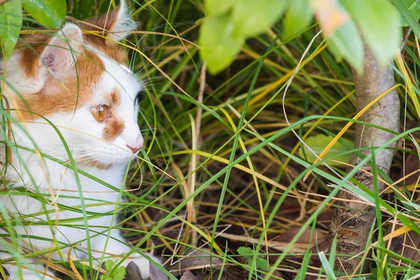 Hosszú hajú macska -ban relax beltéri, szibériai fajtatiszta háziállat — Stock Fotó