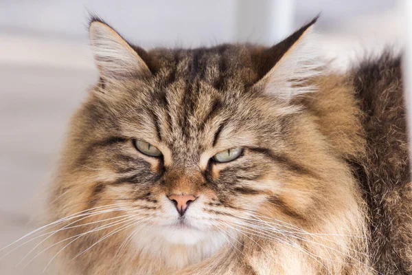 Long haired cat in relax indoor, siberian purebred domestic animal — 스톡 사진