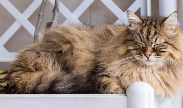 Długowłosy kot w relaksie kryty, syberyjski czystej krwi zwierzę domowe — Zdjęcie stockowe