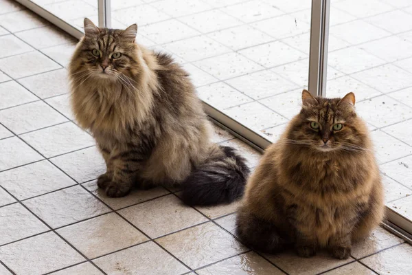 Beauté animal de compagnie de chat sibérien en intérieur relax — Photo