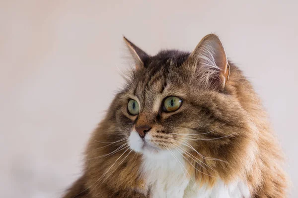 Beauty pet of siberian cat in relax indoor — Stock Photo, Image