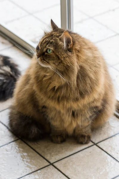 Beauty pet of siberian cat in relax indoor — Stock Photo, Image