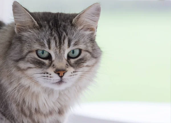 Schoonheid huisdier van Siberische kat in ontspannen indoor — Stockfoto