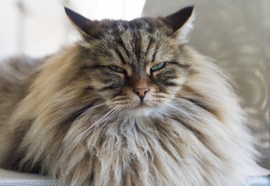 Güzel, uzun saçlı kedi bahçe sandalyesinde dinleniyor, Sibirya cinsi.