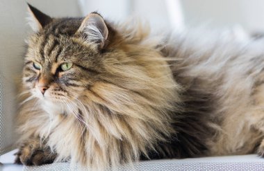 Güzel, uzun saçlı kedi bahçe sandalyesinde dinleniyor, Sibirya cinsi.