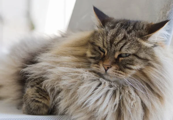 Güzel, uzun saçlı kedi bahçe sandalyesinde dinleniyor, Sibirya cinsi.