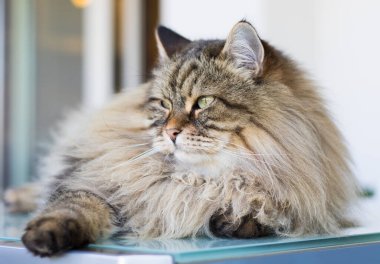 Uzun saçlı kedi bahçede uzanıyor. Sibirya cinsi erkek cinsi.